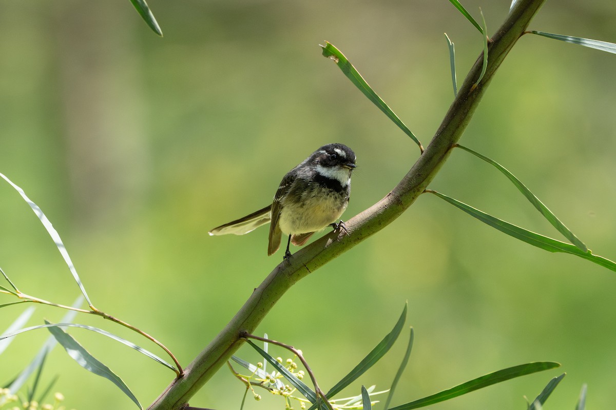 Gray Fantail - ML645019090