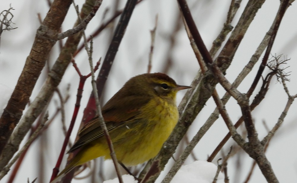 Palm Warbler (Yellow) - ML645019091