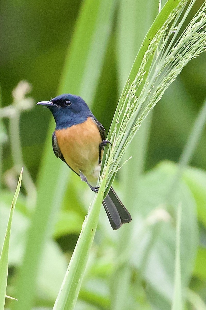 Rotbauchmonarch - ML645019099