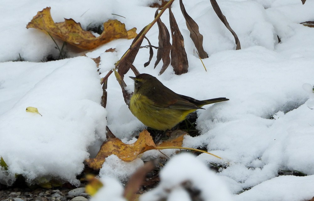 Palm Warbler (Yellow) - ML645019103
