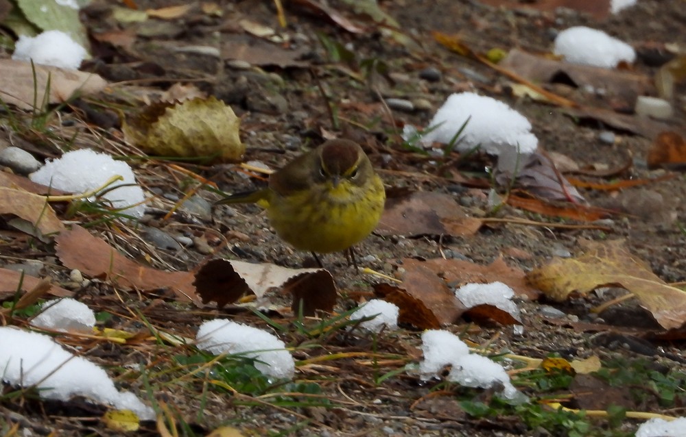 Palm Warbler (Yellow) - ML645019104
