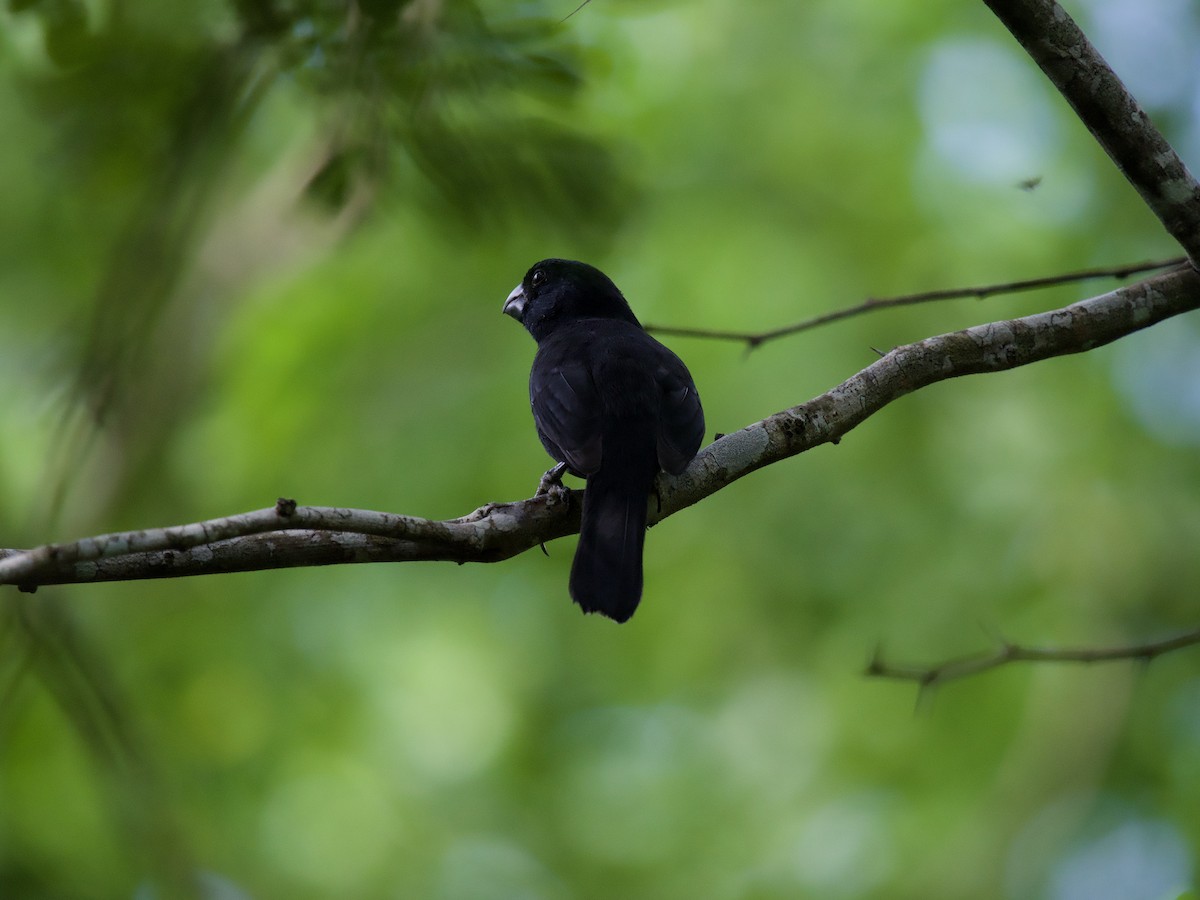 Semillero de Gran Caimán - ML645019105