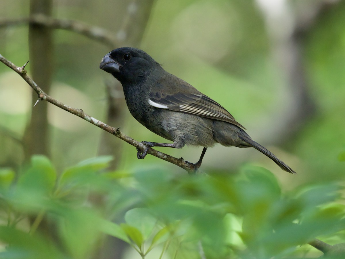 Semillero de Gran Caimán - ML645019122