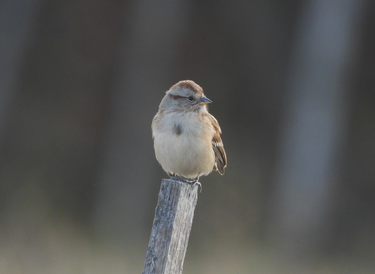 American Tree Sparrow - ML645019132