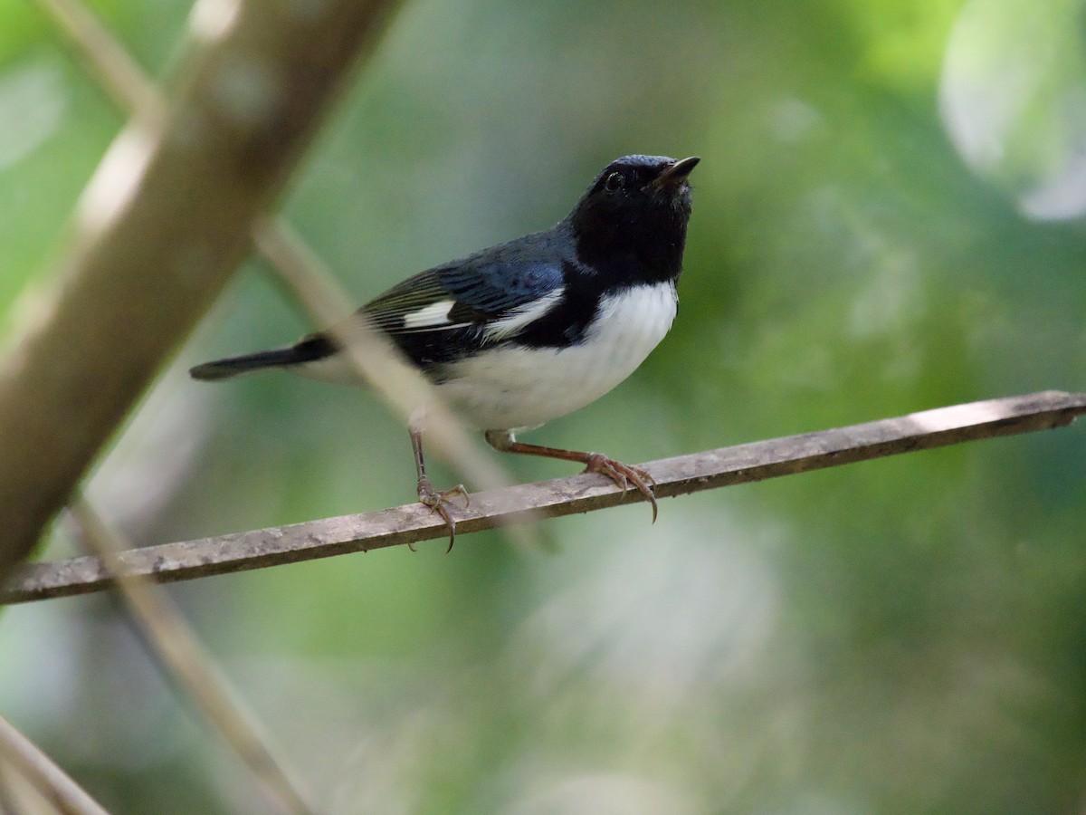 Black-throated Blue Warbler - ML645019142