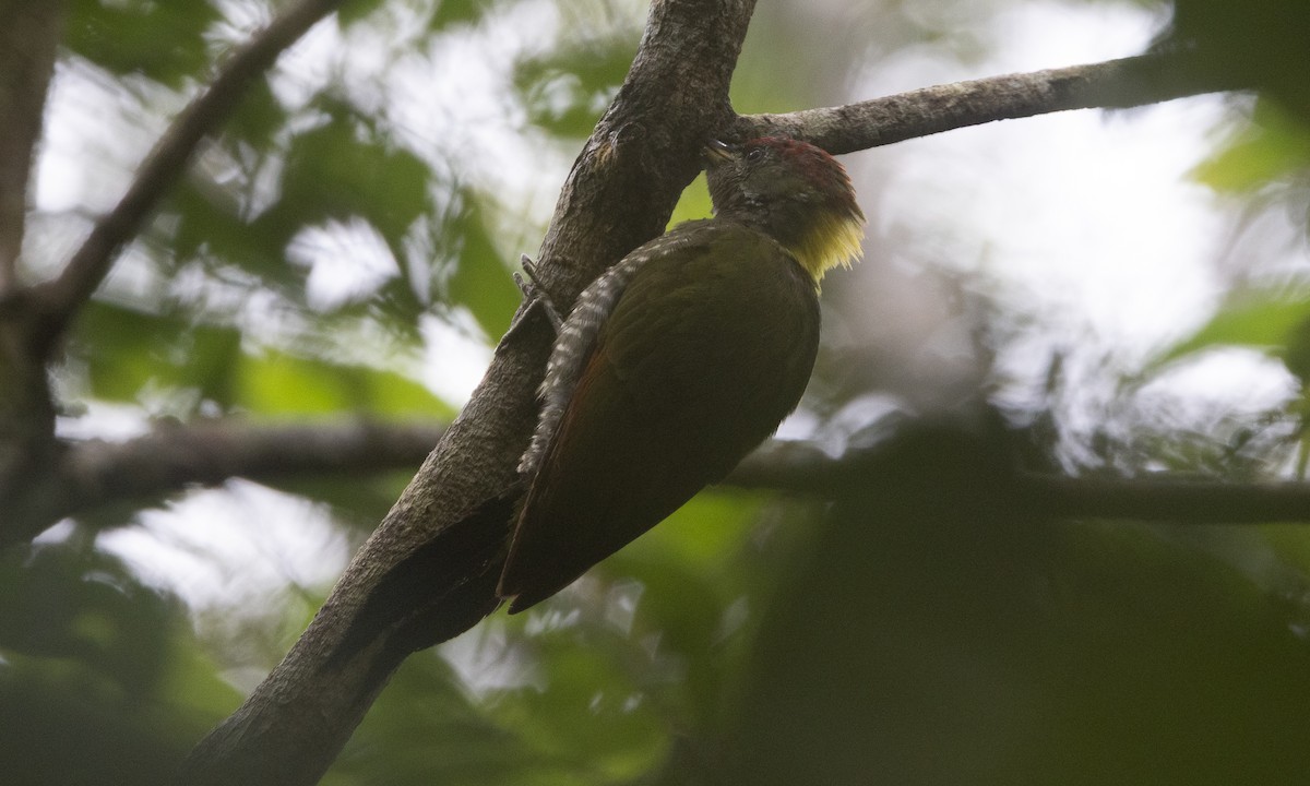 Lesser Yellownape (Chinese) - ML645019153