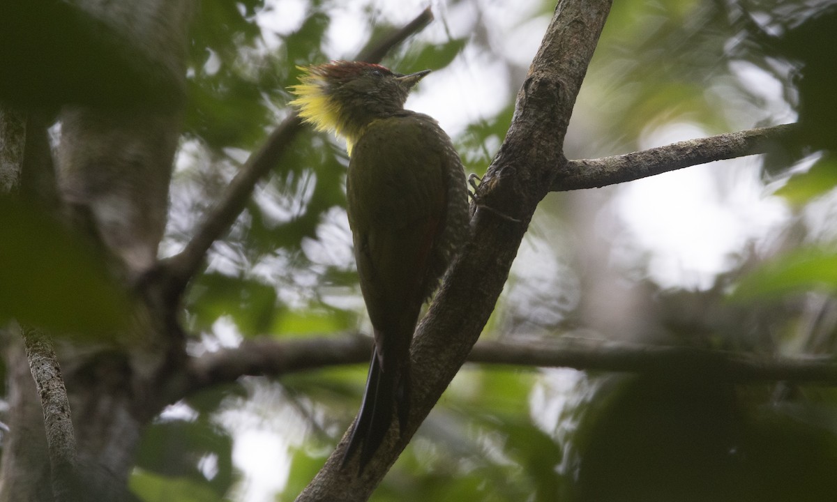 Lesser Yellownape (Chinese) - ML645019154