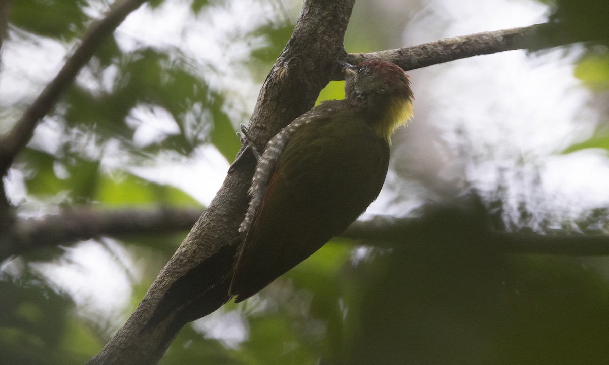 Lesser Yellownape (Chinese) - ML645019155