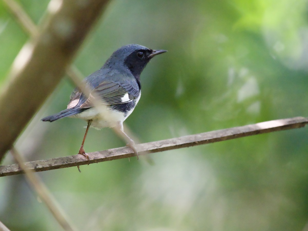 Black-throated Blue Warbler - ML645019156