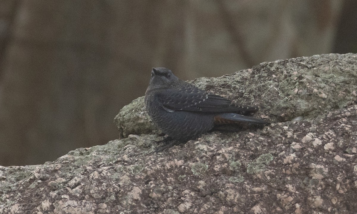 skalník modrý (ssp. pandoo) - ML645019182