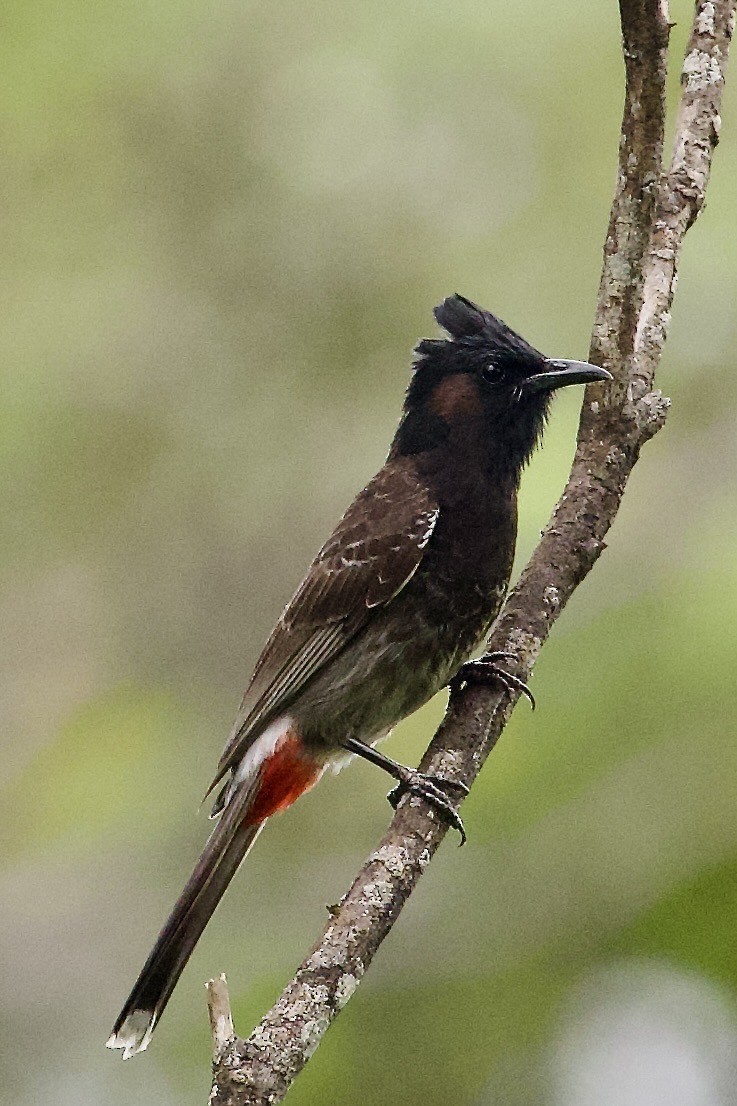 Rotsteißbülbül - ML645019219