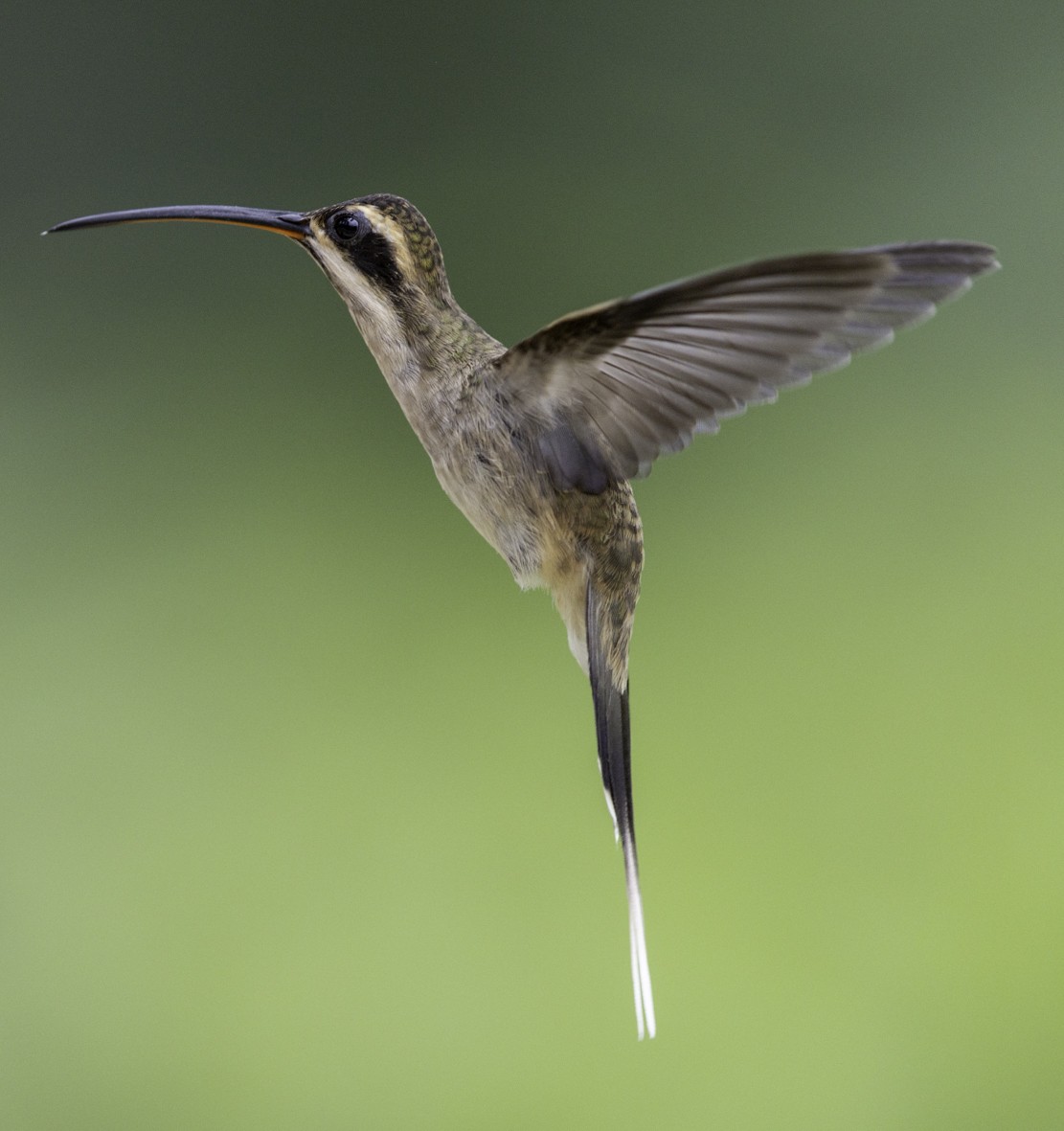 Ерміт світлочеревий - ML645019221