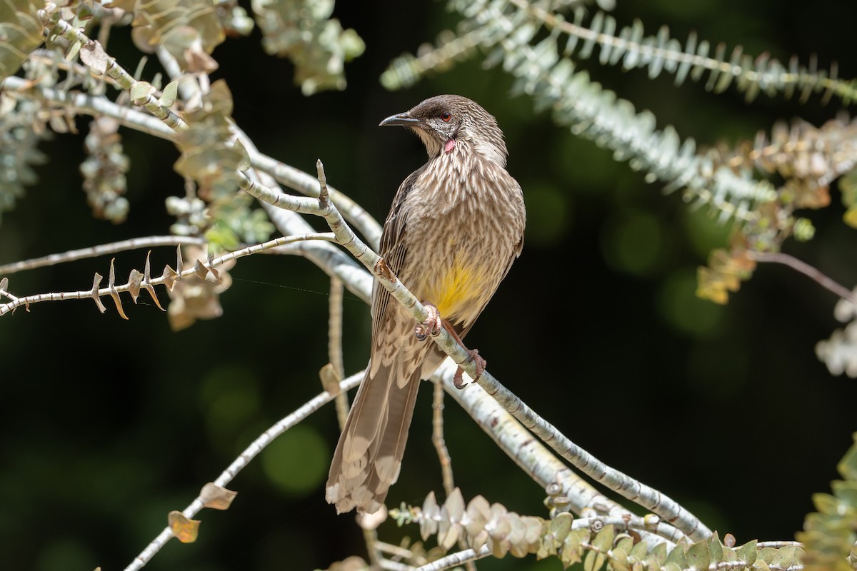 laločnatka jihoaustralská - ML645019228