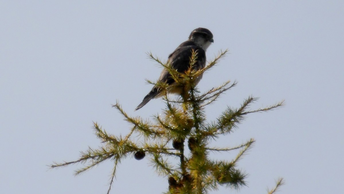 Merlin - ML645019232