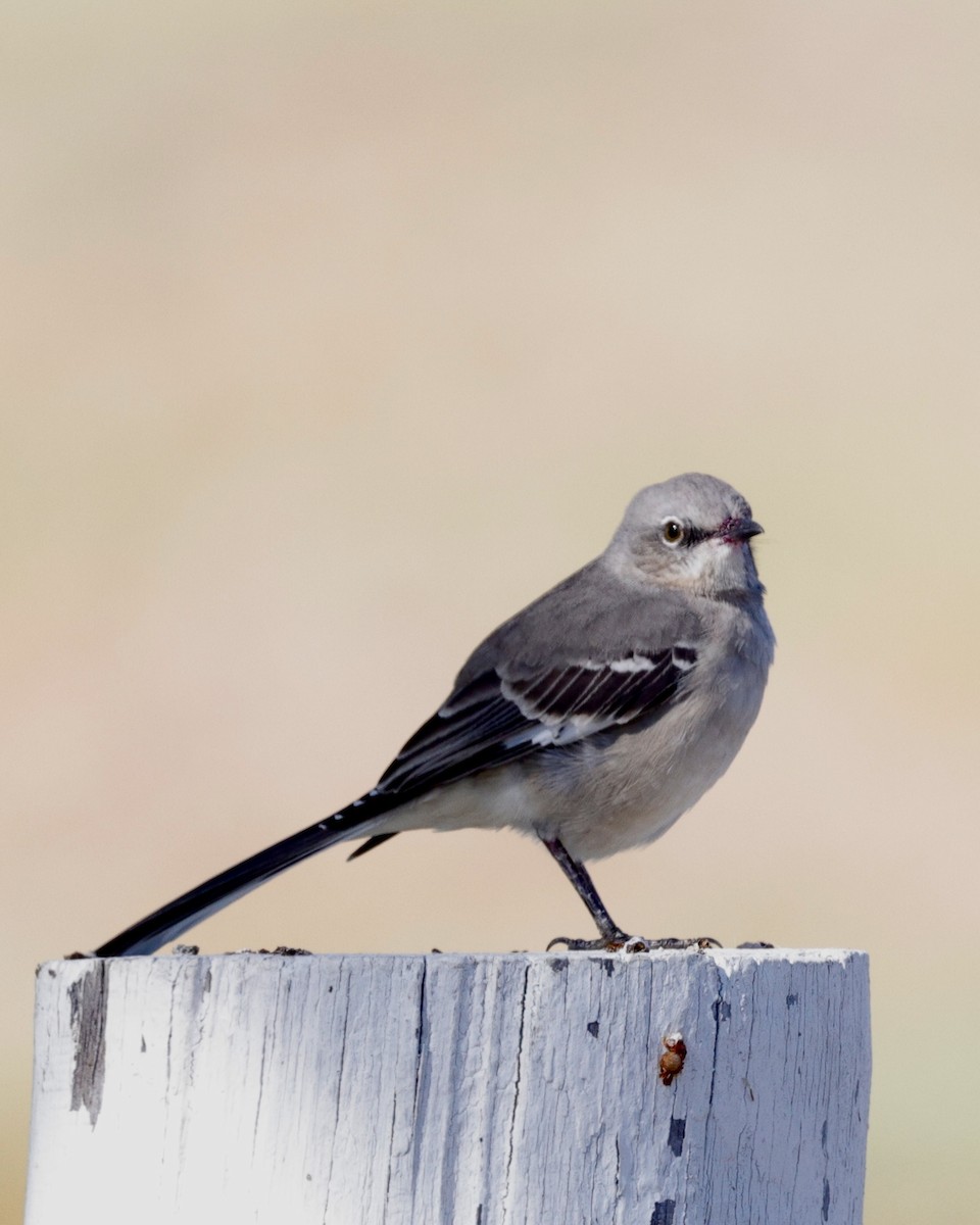 חקיינית צפונית - ML645019233