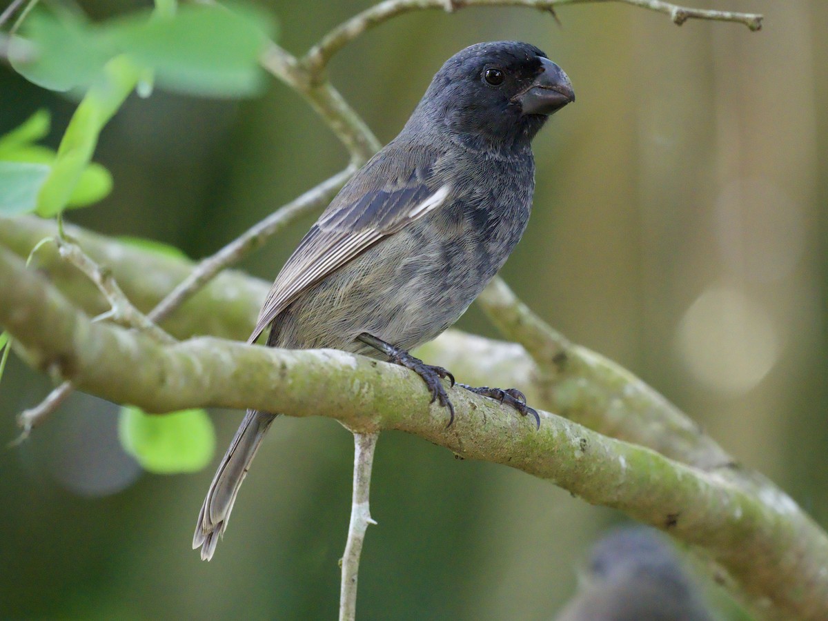 Semillero de Gran Caimán - ML645019263
