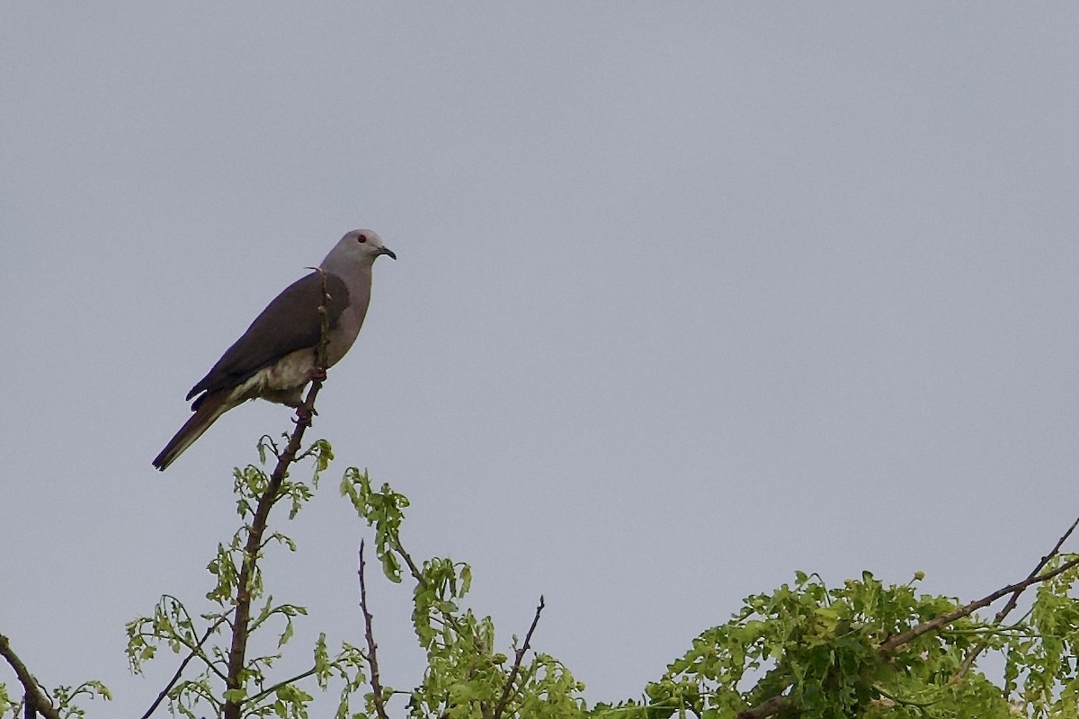 Braunschwanz-Fruchttaube - ML645019266