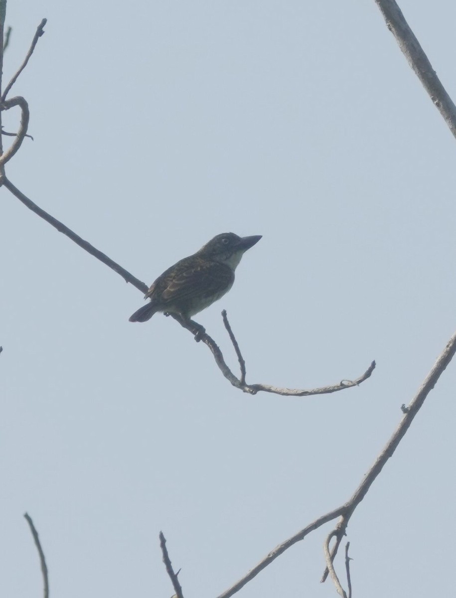 vousáček šupinkový - ML645019272