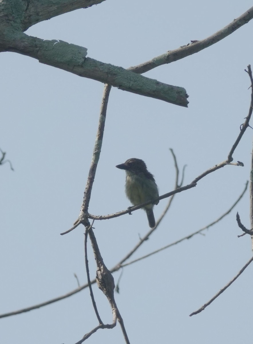 vousáček šupinkový - ML645019273