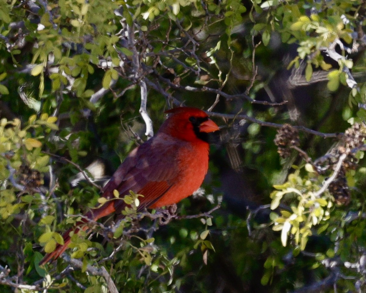 Northern Cardinal - ML645019281
