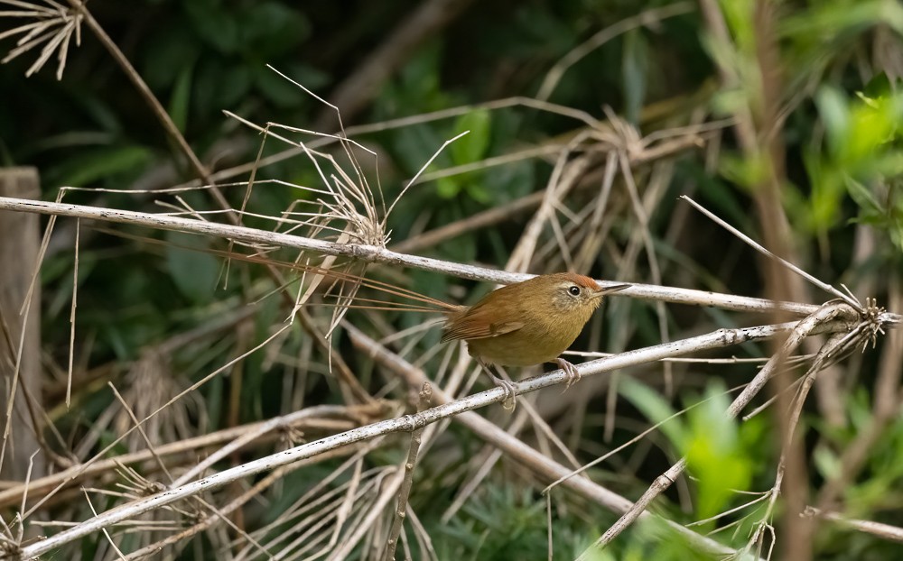 Des Murs's Wiretail - ML645019287