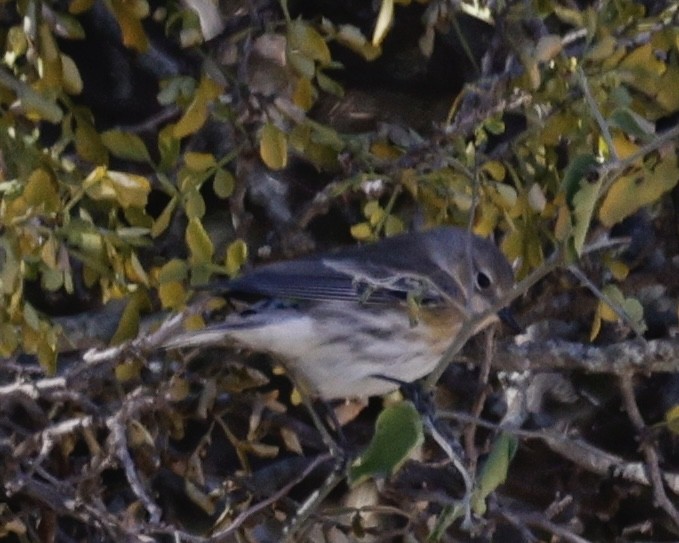 Yellow-rumped Warbler - ML645019289