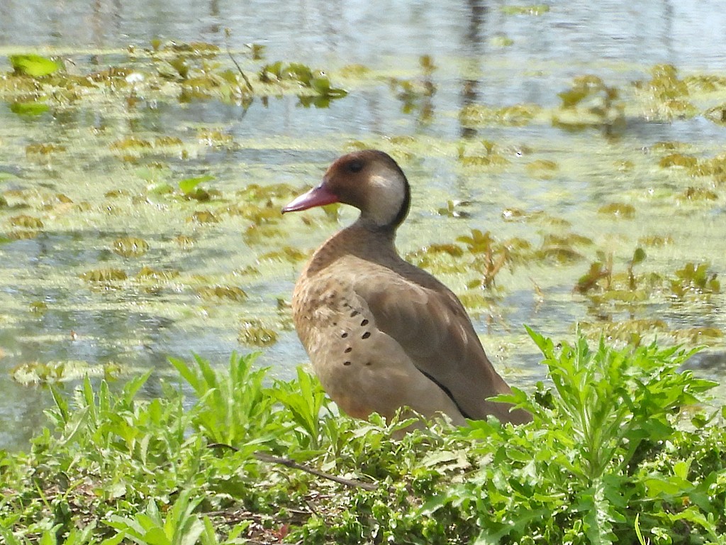 Brazilian Teal - ML645019315