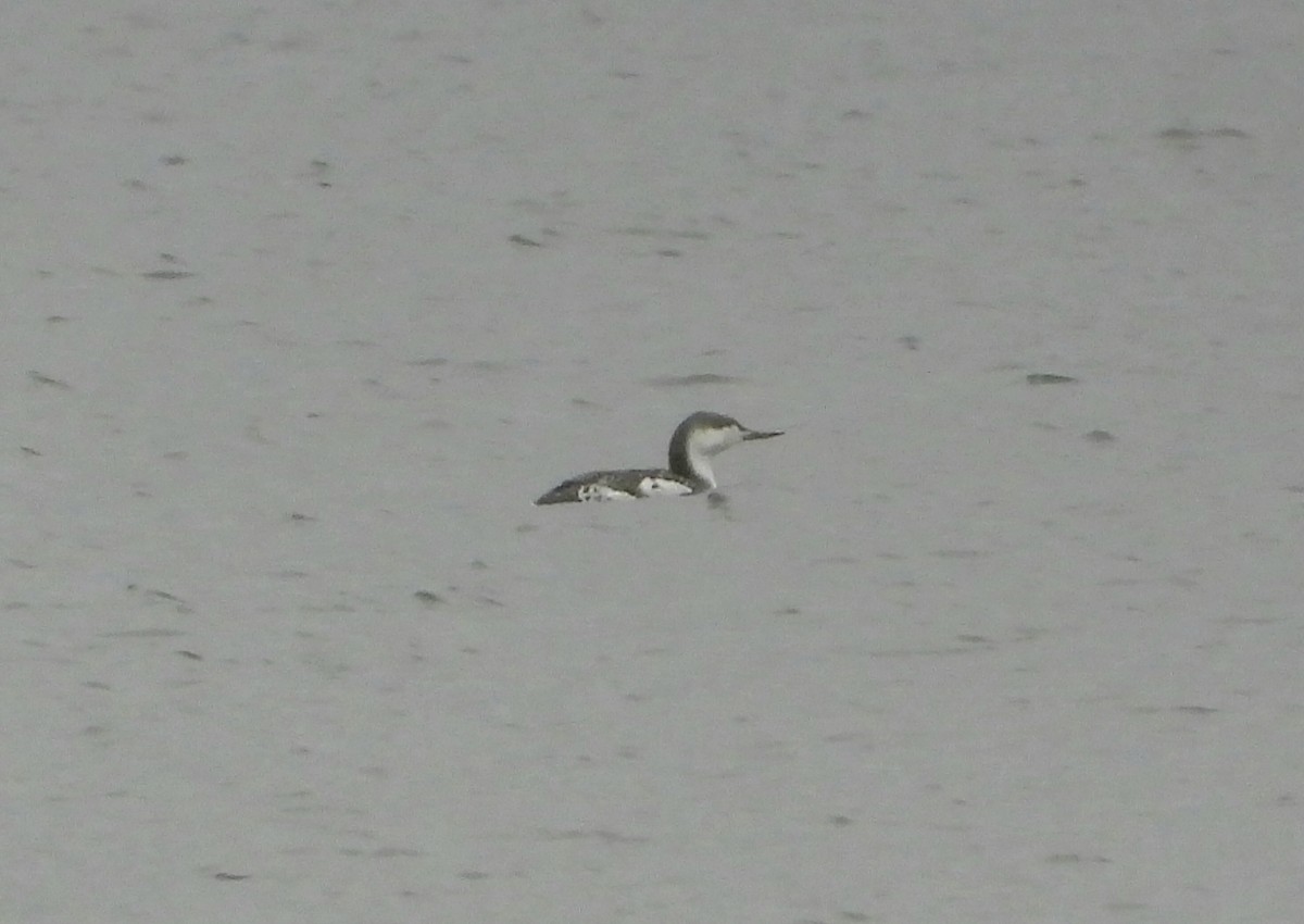 Red-throated Loon - ML645019316