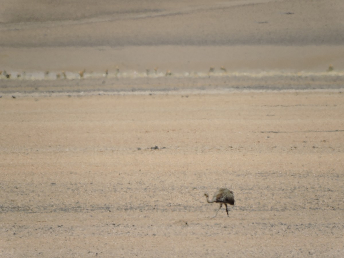 Lesser Rhea - ML645019319