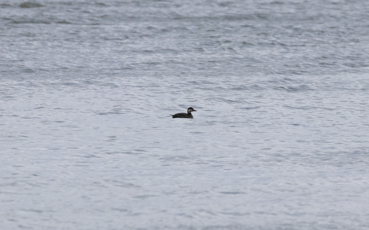 Black Scoter - ML645019328