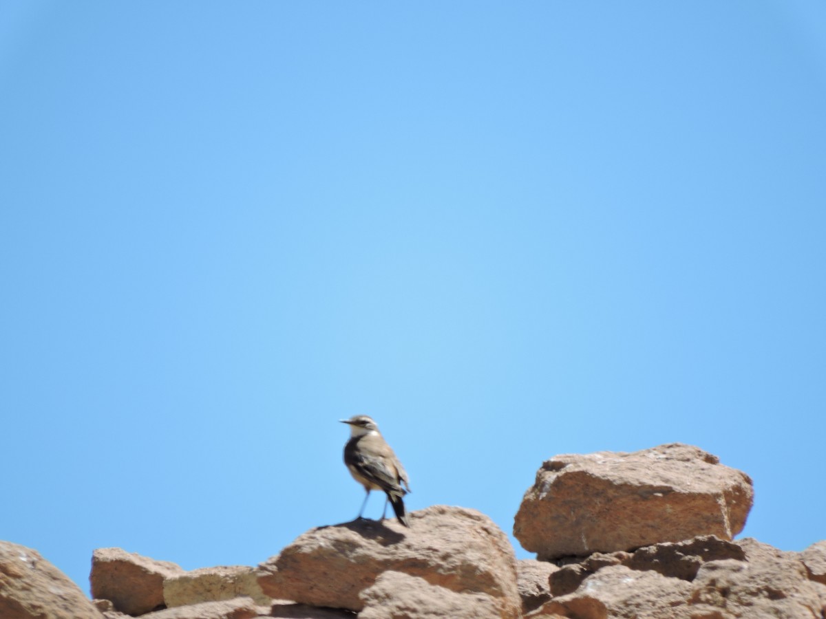 Cream-winged Cinclodes - ML645019329