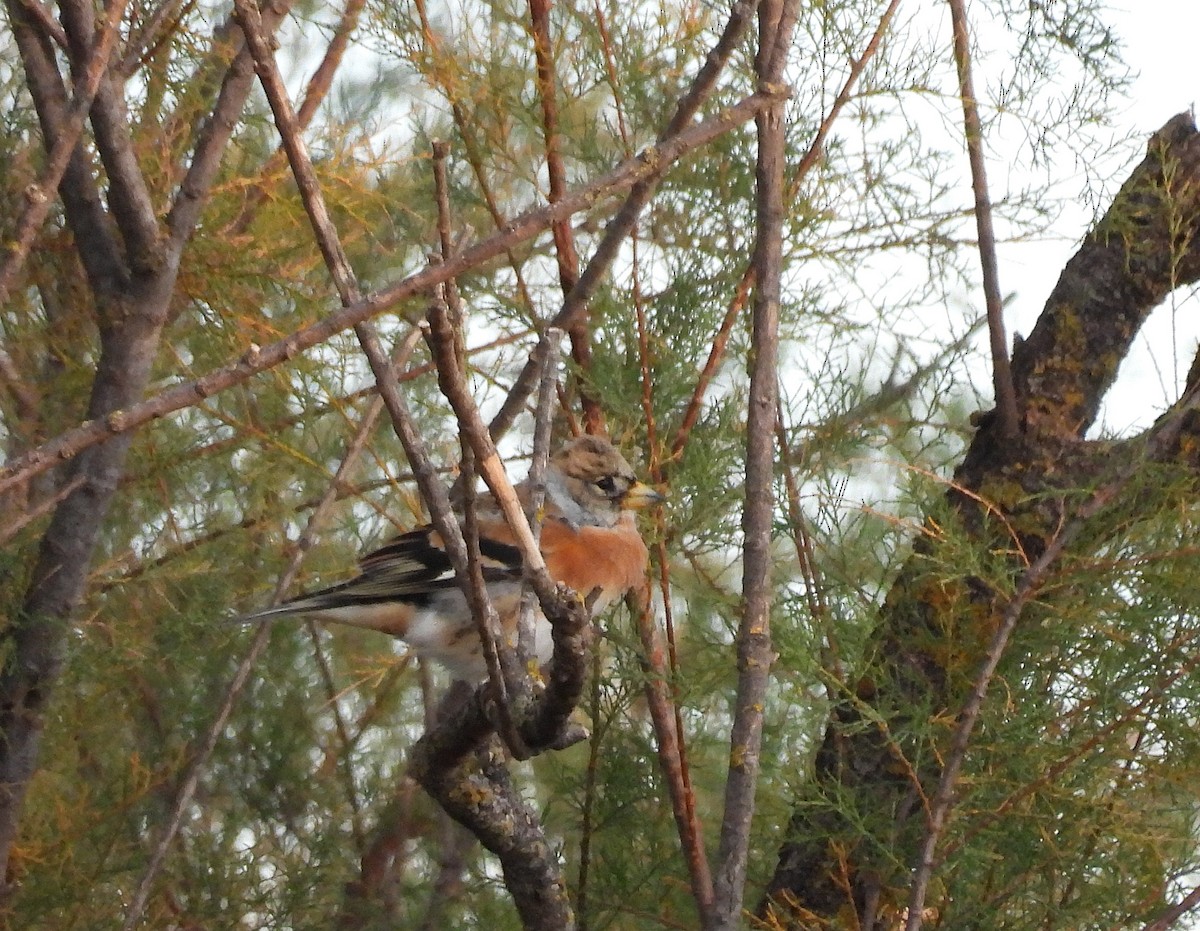 Brambling - ML645019344