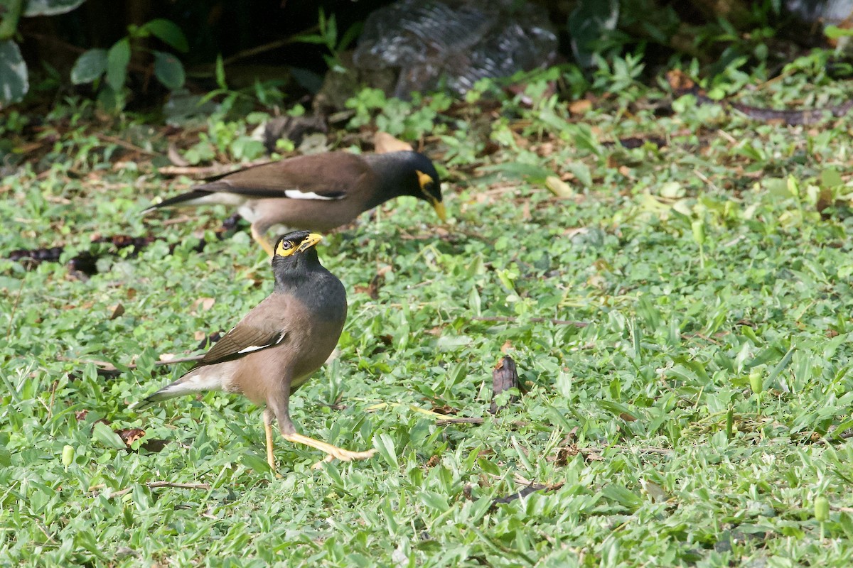 Hirtenmaina - ML645019385