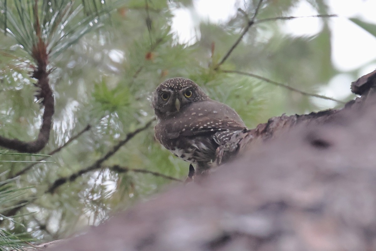 kulíšek mexický - ML645019423