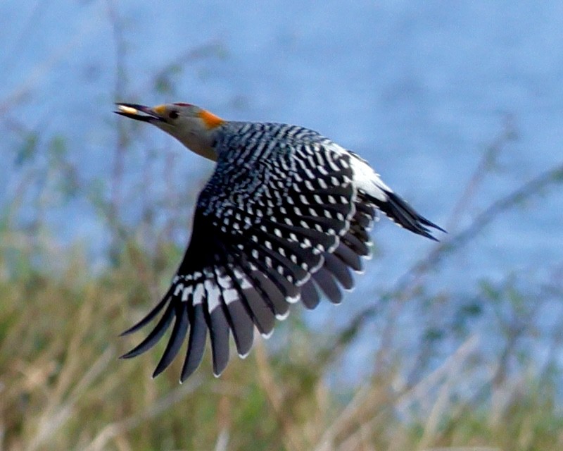 Golden-fronted Woodpecker - ML645019424