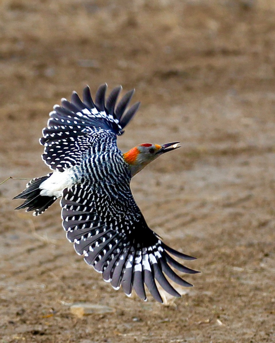 Golden-fronted Woodpecker - ML645019425