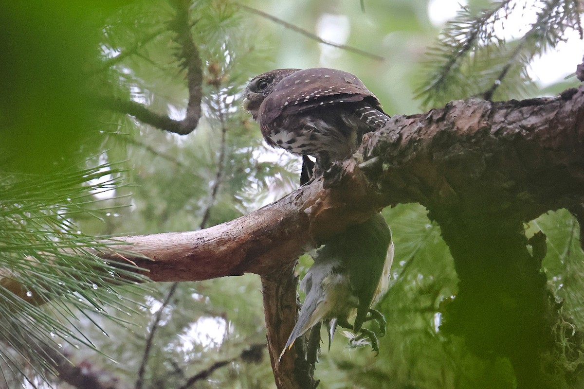 kulíšek mexický - ML645019428