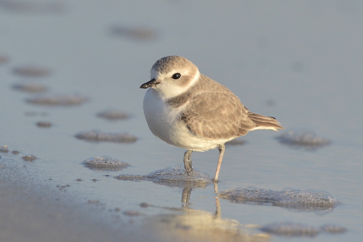 Snowy Plover - ML645019429
