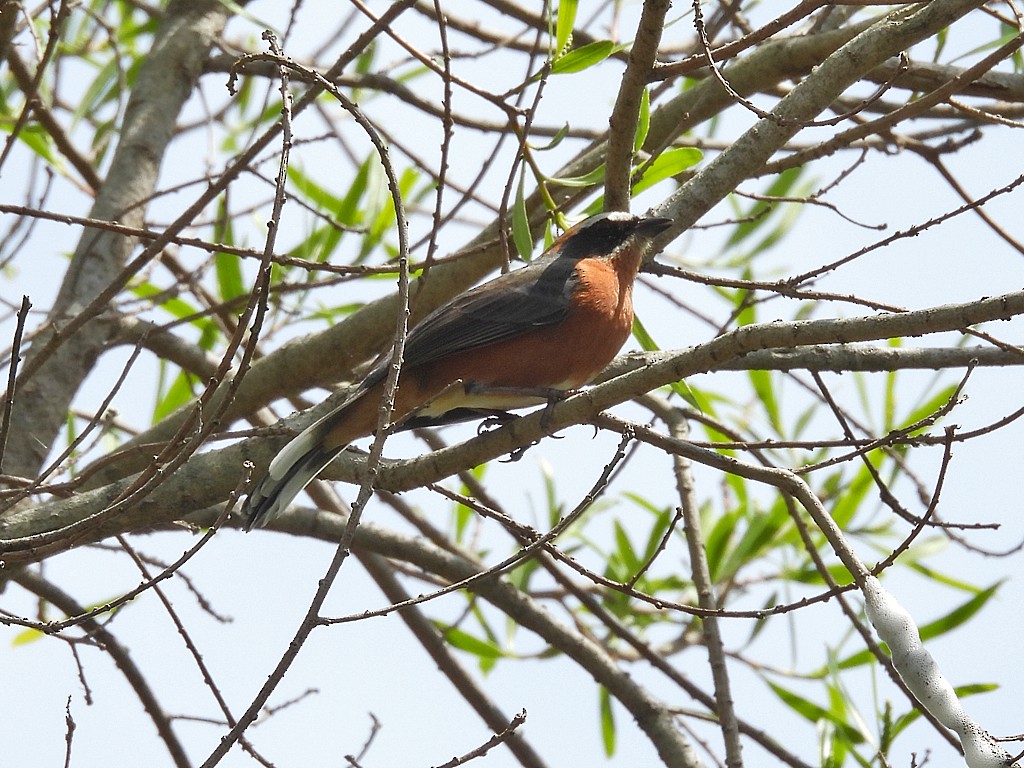 Black-and-rufous Warbling Finch - ML645019436