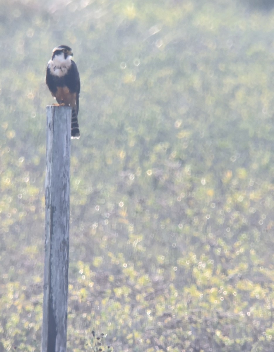 Aplomado Falcon - ML645019439