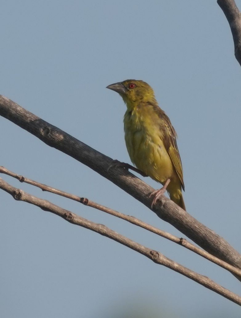 Village Weaver - ML645019441