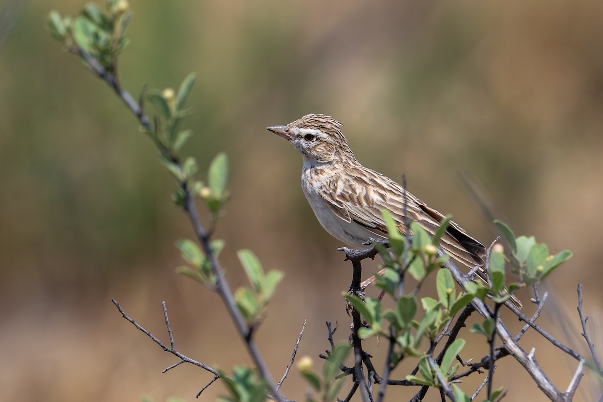 Fawn-colored Lark - ML645019443