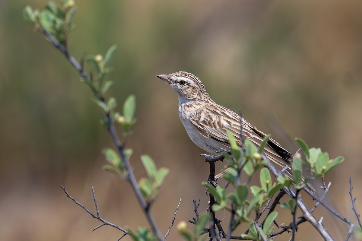 Fawn-colored Lark - ML645019444