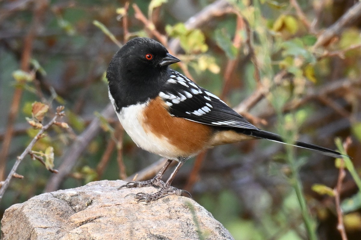Spotted Towhee - ML645019448