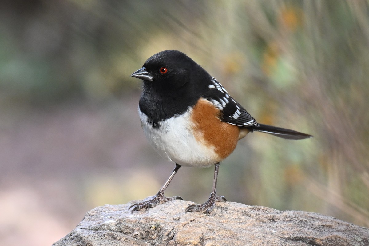 Spotted Towhee - ML645019449