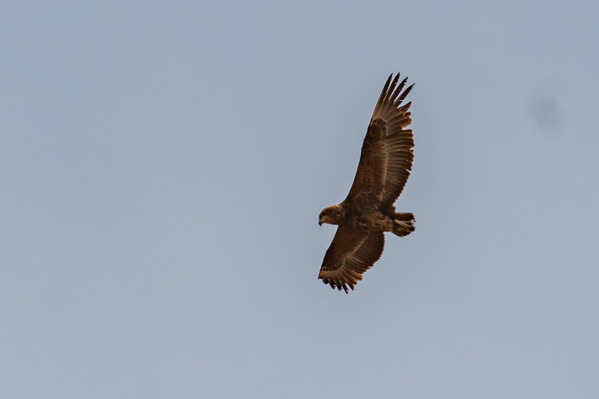 Bateleur - ML645019451