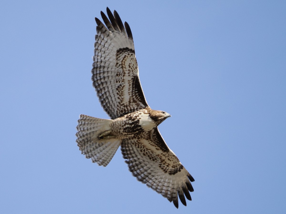 Red-tailed Hawk - ML645019452