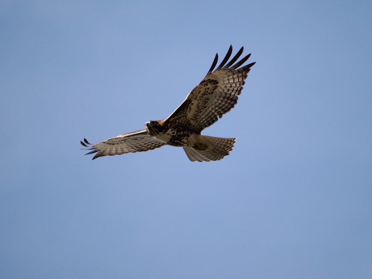Red-tailed Hawk - ML645019453