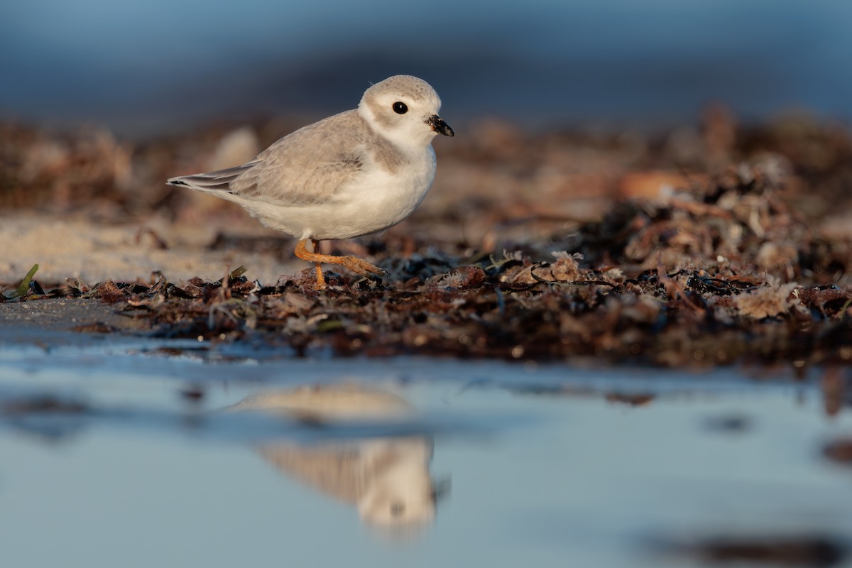 Piping Plover - ML645019455