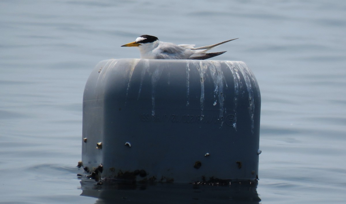 Little Tern - ML645019456